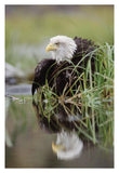 Bald Eagle With Reflection At The Edge Of A Lake, North America-Paper Art-26,,X38,,