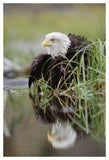 Bald Eagle With Reflection At The Edge Of A Lake, North America-Paper Art-34,,X50,,