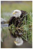 Bald Eagle With Reflection At The Edge Of A Lake, North America-Paper Art-42,,X62,,