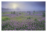 Sand Verbena Flower Field At Sunrise In Fog, Hill Country, Texas-Paper Art-32,,X22,,
