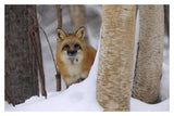 Red Fox Looking Out From Behind Trees In A Snowy Forest, Montana-Paper Art-20,,X14,,
