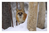 Red Fox Looking Out From Behind Trees In A Snowy Forest, Montana-Paper Art-26,,X18,,