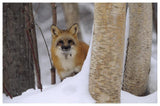 Red Fox Looking Out From Behind Trees In A Snowy Forest, Montana-Paper Art-62,,X42,,