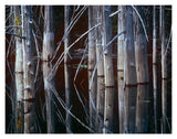 Western Red Cedar Trees, Oliphant Lake, British Columbia, Canada-Paper Art-18,,X14,,