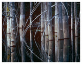 Western Red Cedar Trees, Oliphant Lake, British Columbia, Canada-Paper Art-42,,X32,,