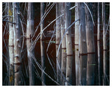 Western Red Cedar Trees, Oliphant Lake, British Columbia, Canada-Paper Art-50,,X38,,