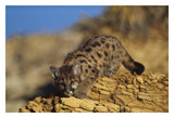 Mountain Lion Or Cougar Kitten With Speckled Coat, North America-Paper Art-32,,X22,,