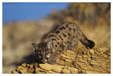 Mountain Lion Or Cougar Kitten With Speckled Coat, North America-Paper Art-50,,X34,,