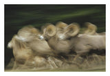 Bighorn Sheep Herd Running, Banff National Park, Alberta, Canada-Paper Art-26,,X18,,