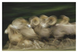 Bighorn Sheep Herd Running, Banff National Park, Alberta, Canada-Paper Art-38,,X26,,