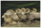 Bighorn Sheep Herd Running, Banff National Park, Alberta, Canada-Paper Art-62,,X42,,