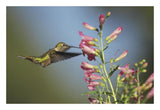Broad-Tailed Hummingbird Juvenile Feeding On Flowers, New Mexico-Paper Art-26,,X18,,