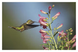 Broad-Tailed Hummingbird Juvenile Feeding On Flowers, New Mexico-Paper Art-38,,X26,,
