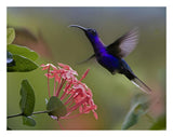 Violet Sabre-Wing Male Hummingbird Feeding At Flower, Costa Rica-Paper Art-26,,X20,,