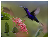 Violet Sabre-Wing Male Hummingbird Feeding At Flower, Costa Rica-Paper Art-50,,X38,,