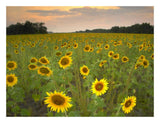 Field Of Sunflowers, Flint Hills National Wildlife Refuge, Kansas-Paper Art-26,,X20,,