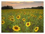 Field Of Sunflowers, Flint Hills National Wildlife Refuge, Kansas-Paper Art-34,,X26,,