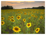 Field Of Sunflowers, Flint Hills National Wildlife Refuge, Kansas-Paper Art-42,,X32,,