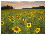 Field Of Sunflowers, Flint Hills National Wildlife Refuge, Kansas-Paper Art-50,,X38,,