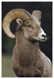 Bighorn Sheep Male Portrait, Banff National Park, Alberta, Canada-Paper Art-34,,X50,,