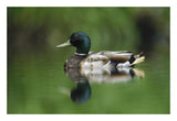 Mallard Male Portrait, Vancouver Island, British Columbia, Canada-Paper Art-26,,X18,,