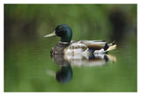Mallard Male Portrait, Vancouver Island, British Columbia, Canada-Paper Art-38,,X26,,