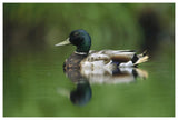 Mallard Male Portrait, Vancouver Island, British Columbia, Canada-Paper Art-62,,X42,,