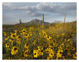 Saguaro Cacti And Brittlebush At Picacho Peak State Park, Arizona-Paper Art-18,,X14,,