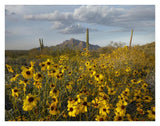 Saguaro Cacti And Brittlebush At Picacho Peak State Park, Arizona-Paper Art-34,,X26,,