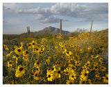 Saguaro Cacti And Brittlebush At Picacho Peak State Park, Arizona-Paper Art-42,,X32,,