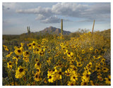 Saguaro Cacti And Brittlebush At Picacho Peak State Park, Arizona-Paper Art-50,,X38,,