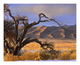 Grasslands And Dunes, Great Sand Dunes National Monument, Colorado-Paper Art-22,,X18,,