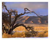 Grasslands And Dunes, Great Sand Dunes National Monument, Colorado-Paper Art-26,,X22,,