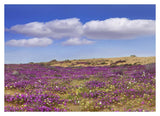 Sand Verbena Carpeting The Ground, Imperial Sand Dunes, California-Paper Art-38,,X27.56,,