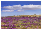 Sand Verbena Carpeting The Ground, Imperial Sand Dunes, California-Paper Art-42,,X30.4,,