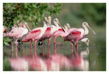 Roseate Spoonbill Flock Wading In Pond, Texas Coast Near Galveston-Paper Art-20,,X14,,