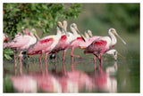 Roseate Spoonbill Flock Wading In Pond, Texas Coast Near Galveston-Paper Art-50,,X34,,