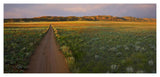 Dirt Road And Globemallows Salt Valley, Arches National Park, Utah-Paper Art-46,,X22.24,,