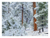 Ponderosa Pine Forest In Snow, Grand Canyon National Park, Arizona-Paper Art-26,,X20,,