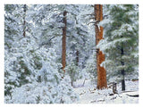 Ponderosa Pine Forest In Snow, Grand Canyon National Park, Arizona-Paper Art-34,,X26,,