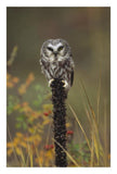 Northern Saw-Whet Owl Perching On A Post, British Columbia, Canada-Paper Art-18,,X26,,