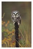 Northern Saw-Whet Owl Perching On A Post, British Columbia, Canada-Paper Art-22,,X32,,