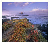 Iceplant Covering Coastal Rocks, Point Piedras Blancas, California-Paper Art-24,,X21.36,,
