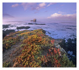 Iceplant Covering Coastal Rocks, Point Piedras Blancas, California-Paper Art-32,,X28.4,,