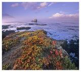 Iceplant Covering Coastal Rocks, Point Piedras Blancas, California-Paper Art-42,,X37.2,,