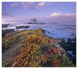Iceplant Covering Coastal Rocks, Point Piedras Blancas, California-Paper Art-46,,X40.72,,