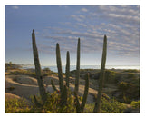 Organ Pipe Cactus Overlooking Chelino Bay, Baja California, Mexico-Paper Art-30,,X24,,