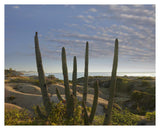Organ Pipe Cactus Overlooking Chelino Bay, Baja California, Mexico-Paper Art-37,,X30,,
