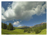 Stand Of Conifers In The Elk Mountains Near Crested Butte, Colorado-Paper Art-18,,X14,,