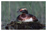 Horned Grebe Parent Incubating Eggs On Floating Nest, North America-Paper Art-20,,X14,,